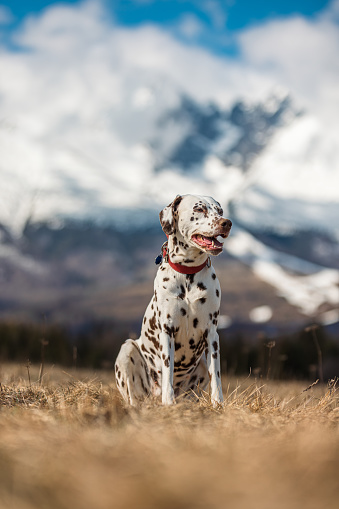 Beautiful dalmatian dog with red colar, standing, sitting and running in nice spring nature meadow under high mountains and forrest in background. Sunny day with clouds. Very high resolution shot.
