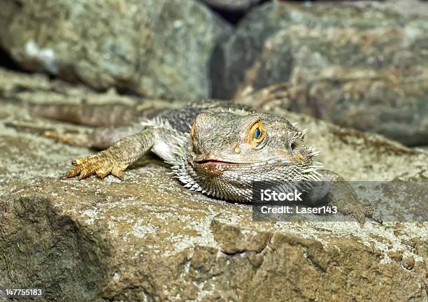 Photo libre de droit de Le Dragon Barbu banque d'images et plus d'images libres de droit de Animaux à l'état sauvage - Animaux à l'état sauvage, De petite taille, Dragon barbu