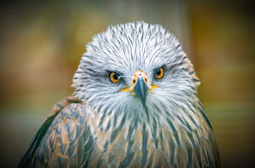 A portrait of a curious Red Kite, taken at a bird sanctuary at Ringwood, UK