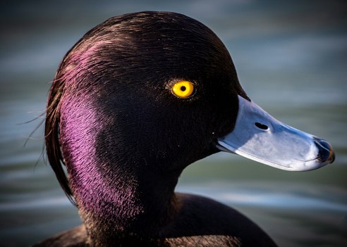 A profile portrait of a male tufted duck, showing it's irridescent feathers and bright yellow eye