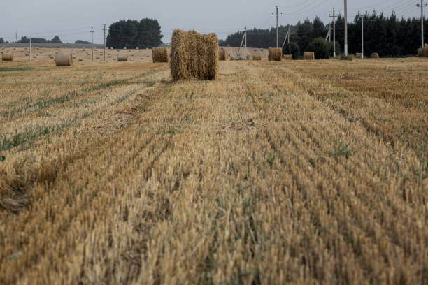 istock landscape with straw bales in end of summer 1477552504