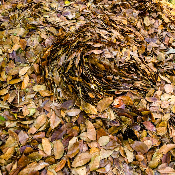 Close up view of  tree leaves in the street of Caracas city