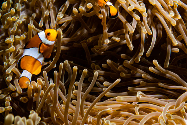 istock Clownfish in an Anemone 1477553601
