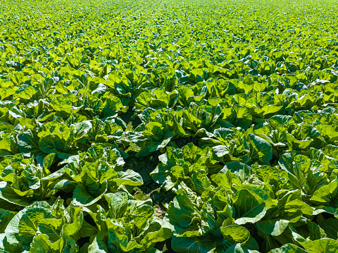 Cabbage field leaf vegetables agriculture field full frame perspective