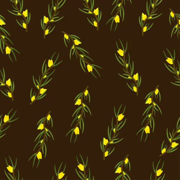 Vector illustration of Rooibos branch with leaves and yellow flowers