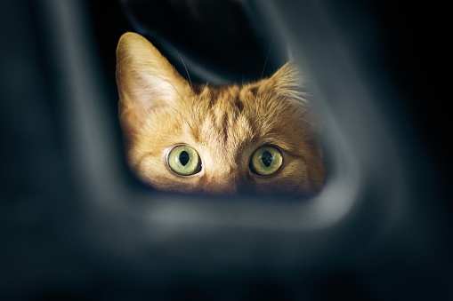 Cute red cat peeking through a hole. Horizontal image with selective focus.