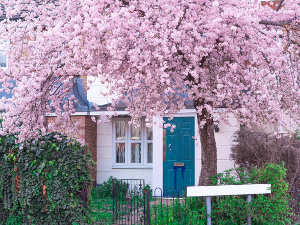 istock close up of blooming tree background and wallpaper,springtime 1477556985