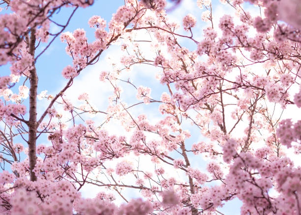 istock close up of blooming tree background and wallpaper,springtime 1477557752