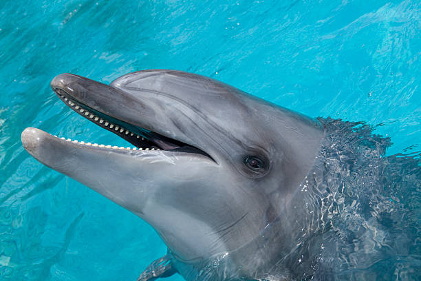istock Happy Dolphin Smiling in  the Blue Water. 147755786