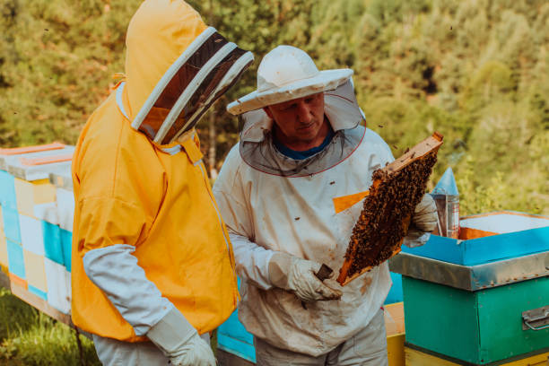 istock Beekeepers checking honey on the beehive frame in the field. Small business owners on apiary. Natural healthy food produceris working with bees and beehives on the apiary. 1477558609