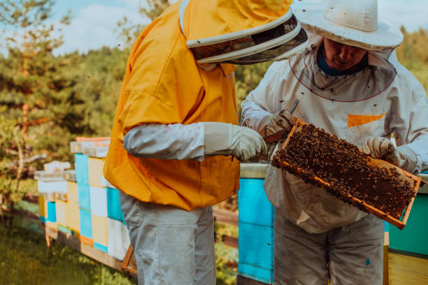 istock Beekeepers checking honey on the beehive frame in the field. Small business owners on apiary. Natural healthy food produceris working with bees and beehives on the apiary. 1477558719