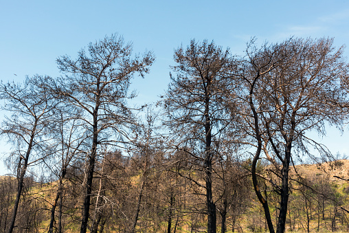 View of burnt and blackened trees after forest fire on Rhodes Island, Greece. Burnt and unburned trees together.