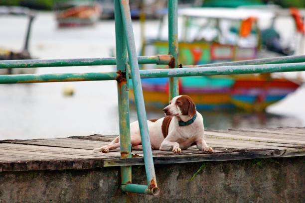 istock Dog laying down on a wood bridge 1477559552