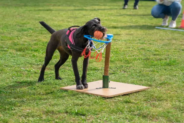 Photo of smart dog scoring with basketball on adog show