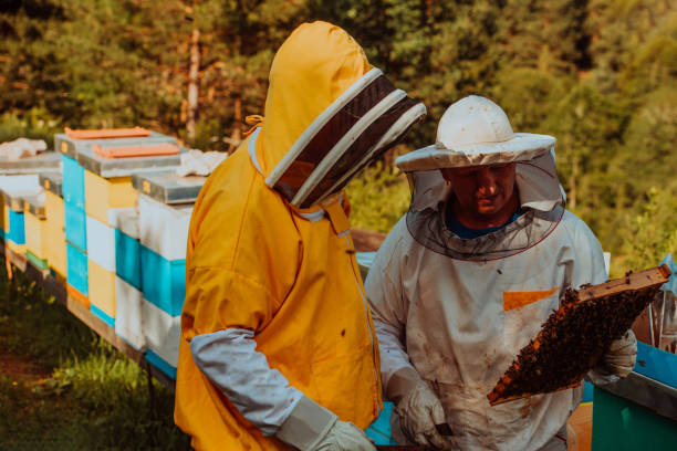 istock Beekeepers checking honey on the beehive frame in the field. Small business owners on apiary. Natural healthy food produceris working with bees and beehives on the apiary. 1477559786