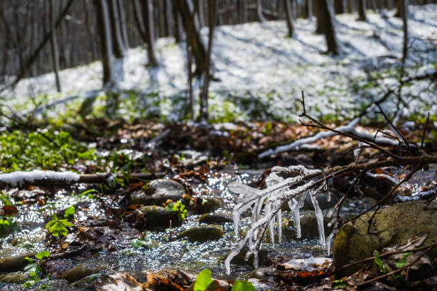Spring stream in the forest after the snowfall. Springtime in the woods. Green grass and flowers on the bank of the river