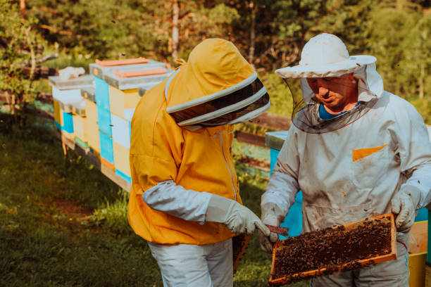 istock Beekeepers checking honey on the beehive frame in the field. Small business owners on apiary. Natural healthy food produceris working with bees and beehives on the apiary. 1477560776
