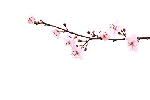 A blossoming sakura branch in spring. Pink fragrant flowers on a branch on a white background.