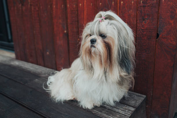 istock Shih tzu dog 1477563619