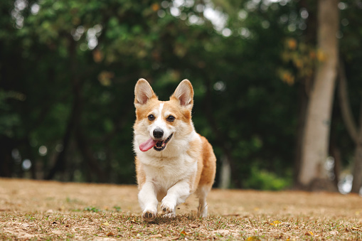 Front shot of happy free energetic pet Corgi dog running on grass around trees towards the camera in a public nature park outdoors having fun playing.