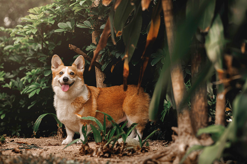 Happy cute pet Corgi dog exploring nature in public park outdoors having fun playing around trees in a sunny day.
