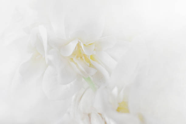 istock abstract light delicate background with white flowers with yellow core, horizontal 1477564400