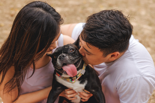 Close up high angle shot of young smiling Asian adult woman and man hugging their pet Bulldog between them and kissing it lovingly. The dog is looking at the camera with its tongue out.\n\nYoung happy Asian heterosexual couple enjoying a day out in the nature park while relaxing and having fun with their pet dog together.