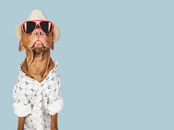 istock Lovable, pretty brown puppy and red sunglasses 1477565810