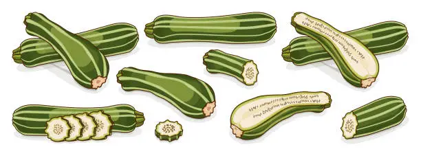Vector illustration of Set of Costata Romanesco squash or Ribbed Roman. Cocozzelle. Courgette or marrow. Summer squash. Cucurbita pepo. Fruits. Vegetables. Cartoon style. Vector illustration isolated on white background.