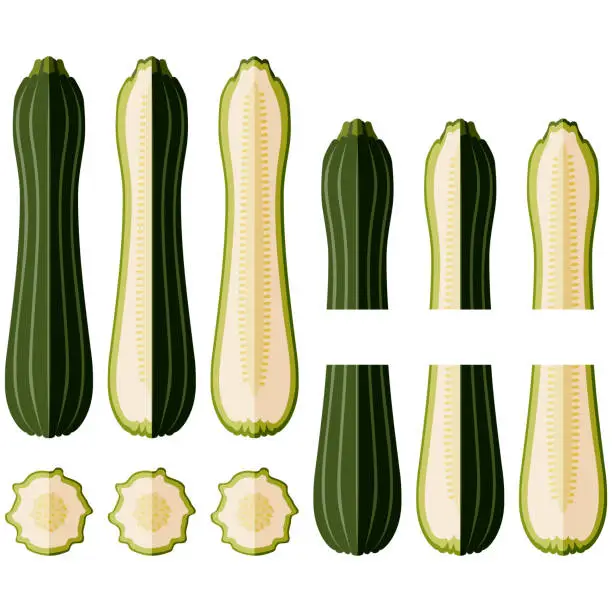 Vector illustration of Set of Costata Romanesco squash or Ribbed Roman. Cocozzelle. Courgette or marrow. Summer squash. Cucurbita pepo. Fruits and vegetables. Flat style. Vector illustration isolated on white background.