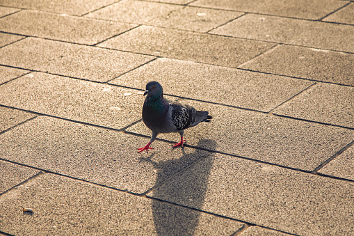 walking pigeon. A black pigeon is walking on the ground.