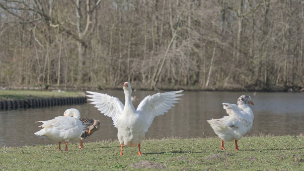 istock Wild geese on the river bank. 1477566546