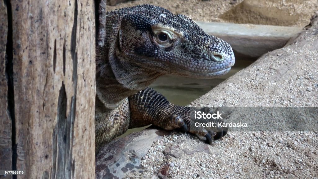 Lizard Anger Venomous Beaded Lizard Heloderma Horridum Stock Photo - Download Image ...