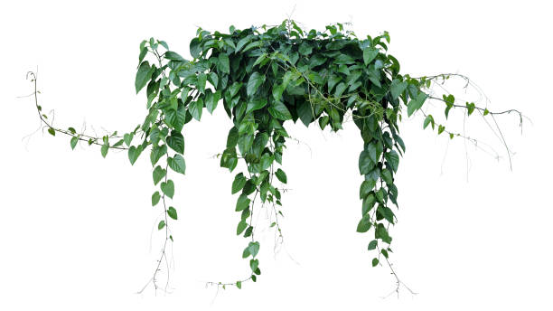 folhas verdes de treebine javanese ou hera de uva (cissus spp.) vinha de selva pendurada na sarça de plantas de hera isolada em fundo branco com caminho de recorte. - climbing ivy - fotografias e filmes do acervo