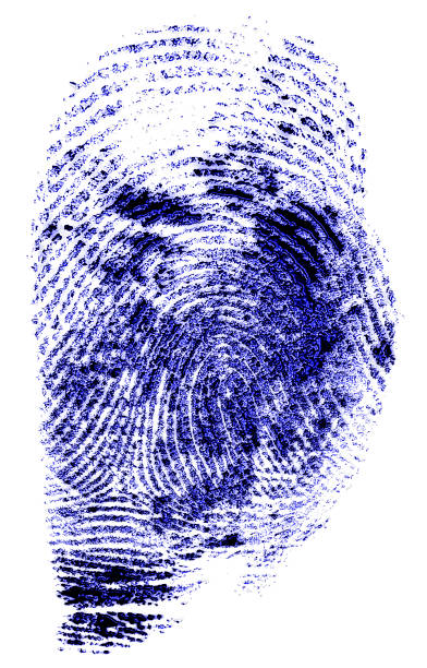 白い背景に青い指紋 - fingerprint blue human finger fingermark ストックフォトと画像