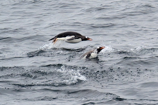 Two Gentoo Penguins (Pygoscelis papua), porpoise over the waves of the Southern Ocean channels surrounding the Antarctic Peninsula, near Paradise Bay, a favourite cruise-ship location during the Antarctic summer.