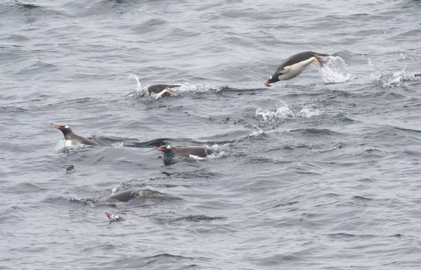 istock Several Gentoo Penguins swim among the waves in Antarctic waters 1477568671