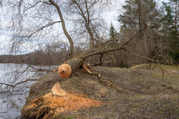 istock a beaver-gnawed tree on a river bank during a spring flood 1477568803