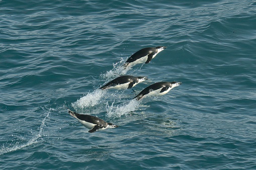 Four adult Chinstrap Penguins (Pygoscelis antarcticus), porpoise in synchrony over the waves of the Southern Ocean near their breeding colonies on “Shackleton’s” Elephant Island, north of the Antarctic Peninsula
