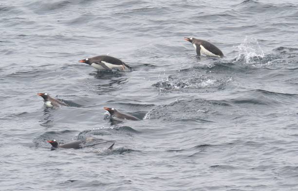 istock Several Gentoo Penguins swim among the waves in Antarctic waters 1477568899