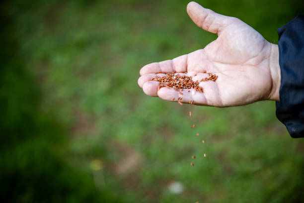 Sower's hand with cereal seeds. Close up view on manual seedling in green ground. Copy space