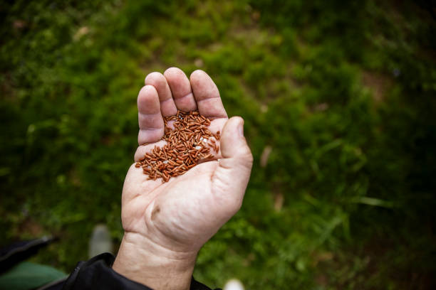 Sower's hand with cereal seeds. Close up view on manual seedling in green ground. Copy space