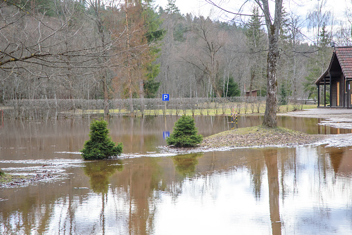 a flooded parking lot in a nature park in the spring in a hedge of bushes