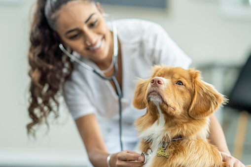 A female Veterinarian examines an adult dog on her table during a routine check-up.  She is wearing scrubs and is leaning in with her stethoscope to take a listen.