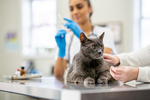 A female Veterinarian prepares a needle while an adult cat waits on her exam table for the immunization.  The Vet is wearing scrubs and medical gloves for protection.