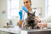 Veterinarian Giving a Cat an Immunization