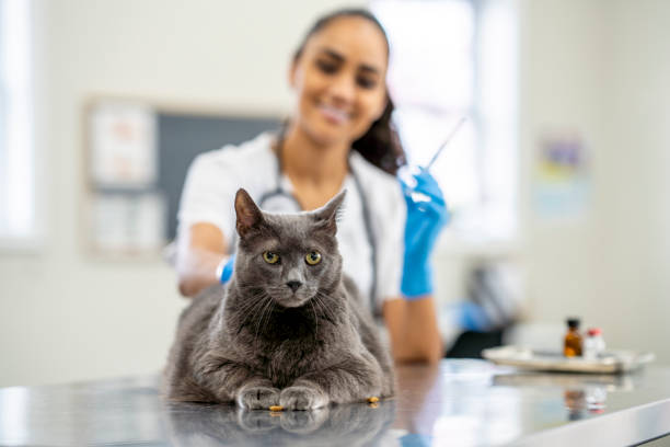 istock Veterinarian Giving a Cat an Immunization 1477573744