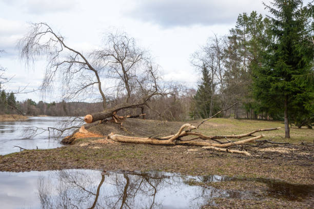 a beaver-gnawed tree on a river bank during a spring flood