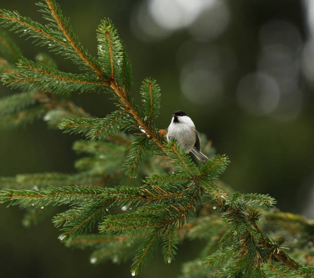 istock Willow tit (Poecile montanus) sitting in spruce in the forest in early spring. 1477575344