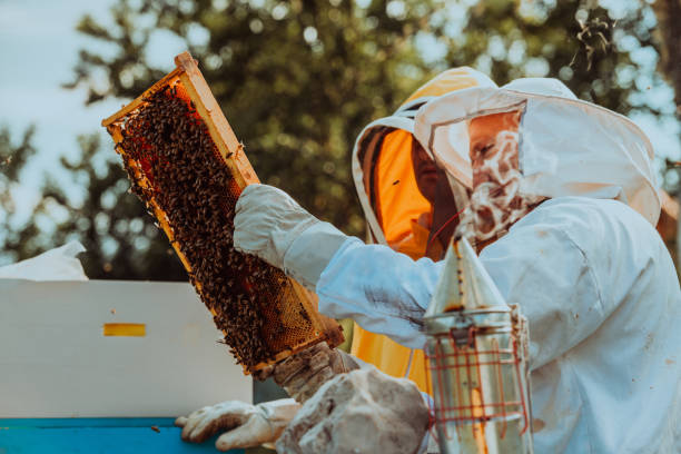 istock Beekeepers checking honey on the beehive frame in the field. Small business owners on apiary. Natural healthy food produceris working with bees and beehives on the apiary. 1477575405